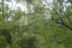 Dracophyllum longifolium