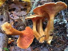 Hygrophoropsis aurantiaca image