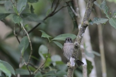 Clytorhynchus vitiensis