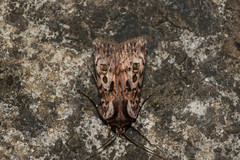 Agrotis charmocrita