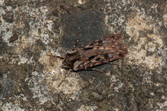 Agrotis charmocrita