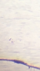 Phalaropus fulicarius