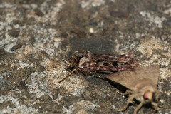 Agrotis charmocrita