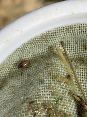 Enochrus hamiltoni