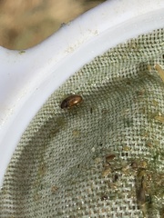 Enochrus hamiltoni