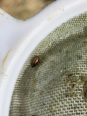 Enochrus hamiltoni