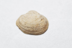 Sphaerium striatinum