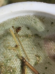 Enochrus hamiltoni