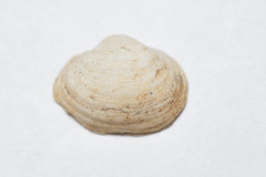 Sphaerium striatinum