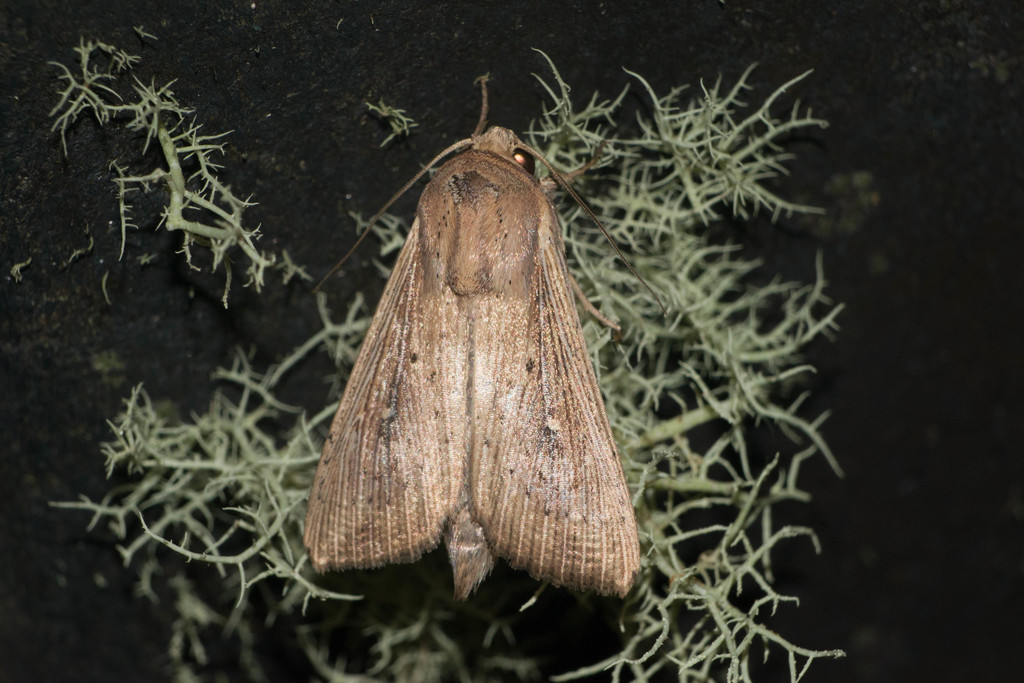 Moth