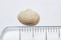 Sphaerium striatinum