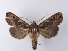 Meterana stipata