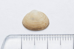 Sphaerium striatinum