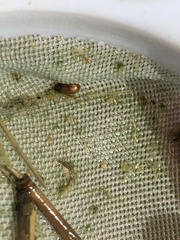 Enochrus hamiltoni