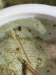 Enochrus hamiltoni