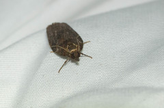 Spheterista pleonectes