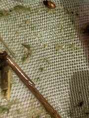 Enochrus hamiltoni