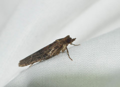 Spheterista pleonectes