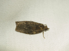 Spheterista pleonectes