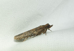 Spheterista pleonectes