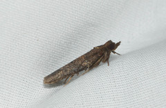 Spheterista pleonectes