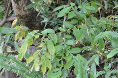 Amorphophallus