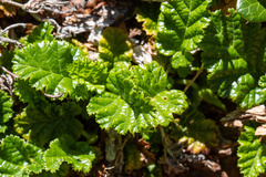Rubus geoides