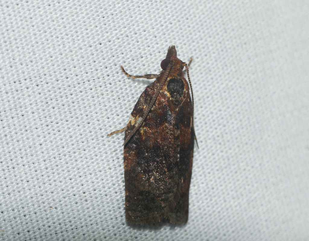 Spheterista pleonectes