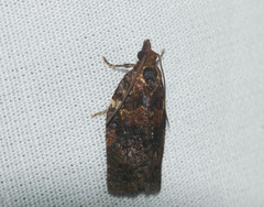 Spheterista pleonectes