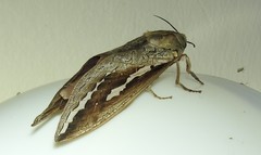 Abantiades labyrinthicus