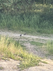 Callipepla californica