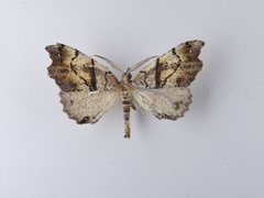 Chalastra pellurgata
