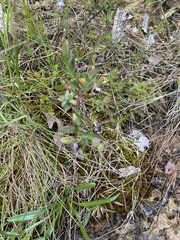 Hypericum crux-andreae