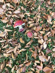 Amanita muscaria