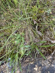 Hypericum crux-andreae