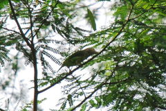 Psilopogon lineatus
