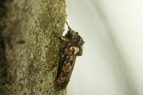 Agrotis charmocrita observed 2021-04-10