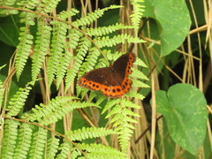 Oxeoschistus simplex