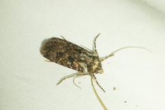 Agrotis charmocrita