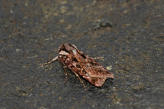 Agrotis charmocrita