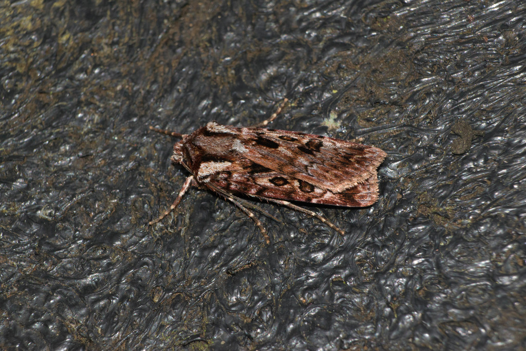 Agrotis charmocrita