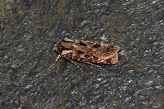 Agrotis charmocrita