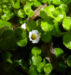 Gratiola concinna