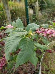 Phytolacca thyrsiflora