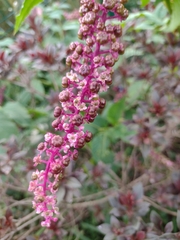 Phytolacca thyrsiflora