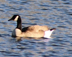 Branta canadensis