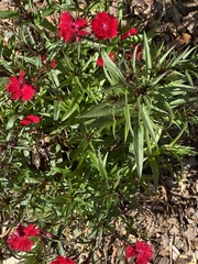 Dianthus