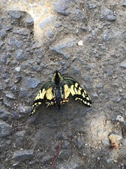 Papilio machaon hippocrates
