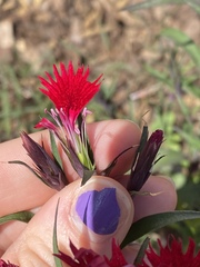 Dianthus