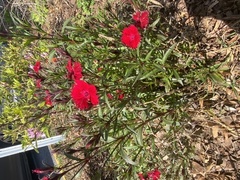 Dianthus